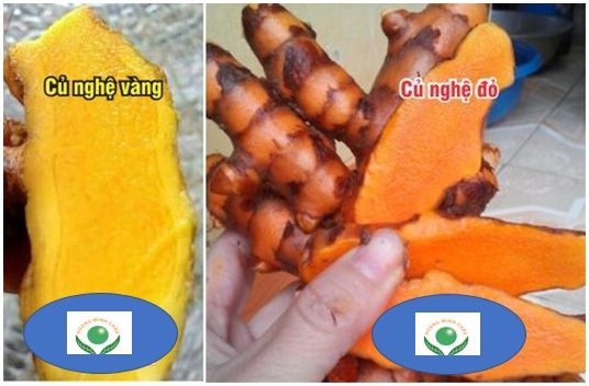 Phân biệt nghệ đỏ (nghệ nếp) và nghệ vàng (nghệ tẻ)